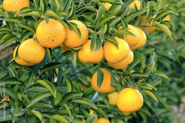 Obraz 露地の日向夏ミカン