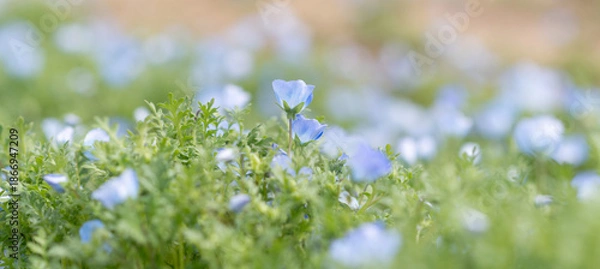 Obraz 満開の可愛いネモフィラの花