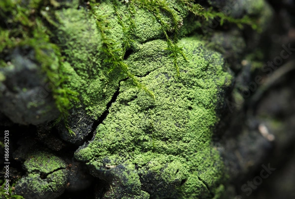 Obraz 粉末抹茶のような姿の日本の地衣類コナゴケの生える樹皮（自然環境下マクロ撮影）
