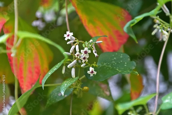 Fototapeta ヘクソカズラの花