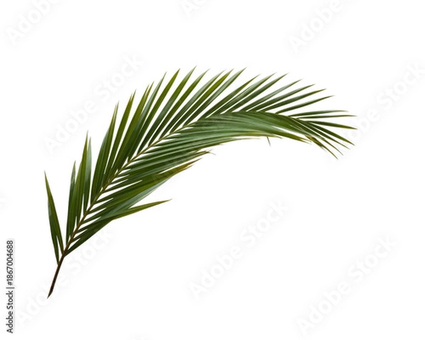 Obraz palm leaf, isolated on white background.