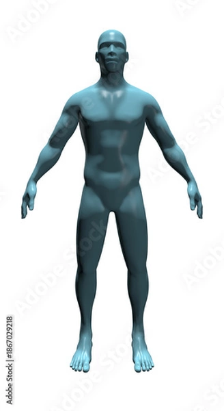 Obraz Human Body Anatomy, 3d render 
