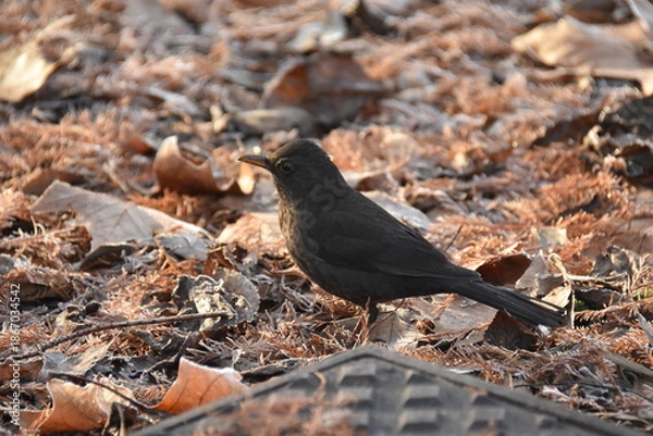 Obraz blackbird on the ground