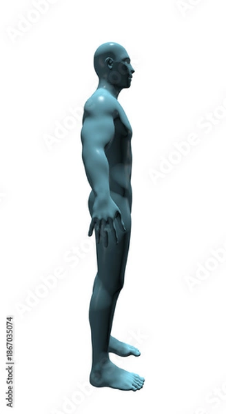 Obraz Human Body Anatomy, 3d render 