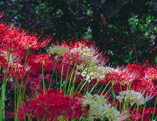 Fototapeta 華麗な曼珠沙華3ー28