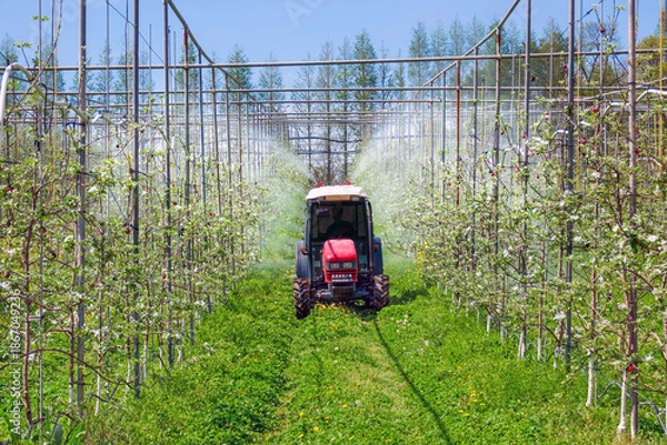 Obraz 사과재배 과수원의 농약 방제 작업