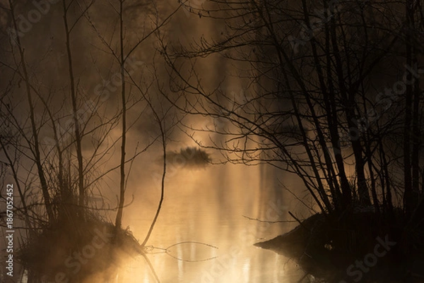 Obraz sunrise in the forest