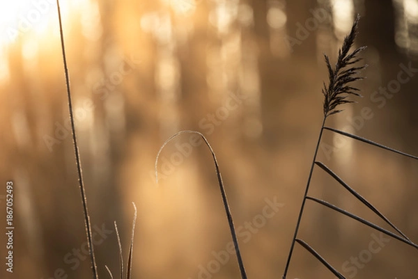 Obraz sunset in the grass