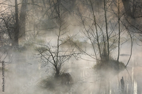 Obraz fog in the forest