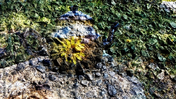 Obraz lichen on the rock