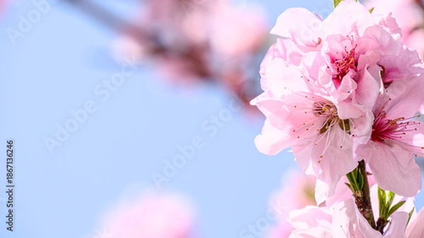 Obraz サクラの花のアップ