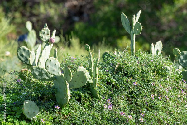 Obraz Figuier de barbarie