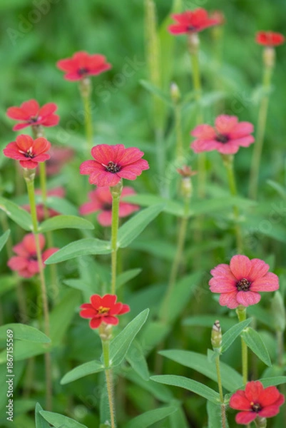 Fototapeta Fleurs rouges