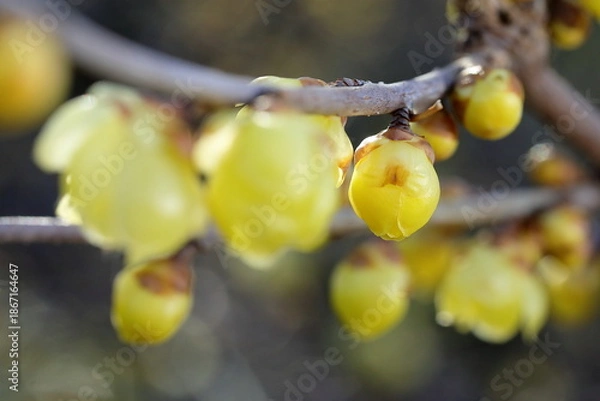 Obraz 日本の初春の花、ロウバイ