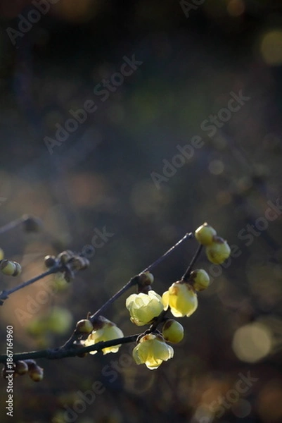 Obraz 日本の初春の花、ロウバイ