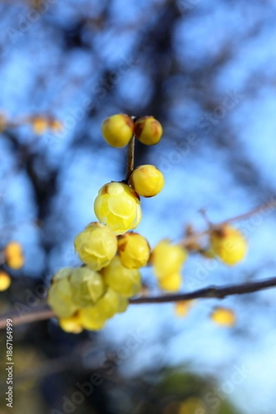 Obraz 日本の初春の花、ロウバイ