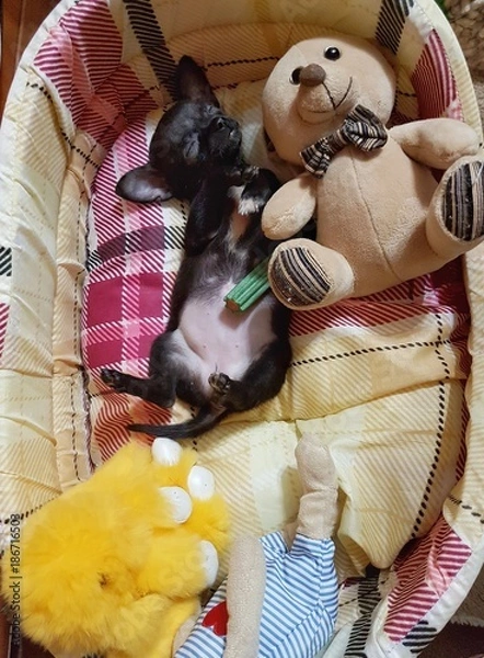 Fototapeta Чихуахуа