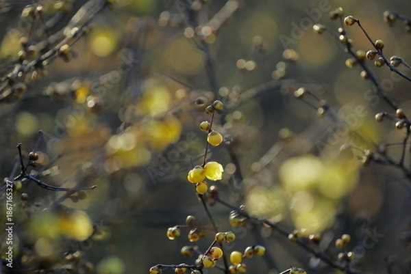 Obraz 日本の初春の花、ロウバイ