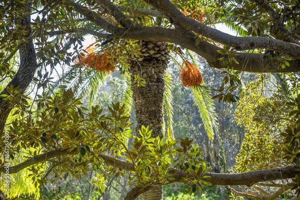 Obraz Caoutchouc et palmier