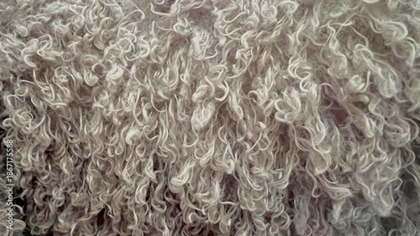 Obraz fluffy texture