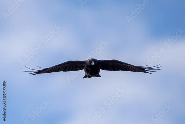 Obraz crow in flight