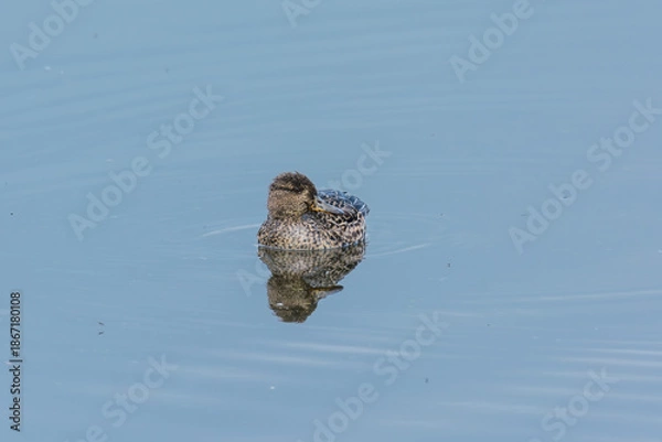 Fototapeta Krickente