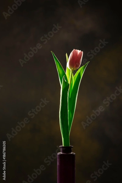 Obraz tulips in a vase