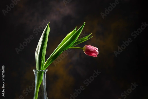 Obraz tulip on black