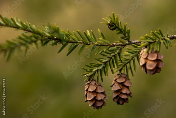 Obraz pine cones on a branch