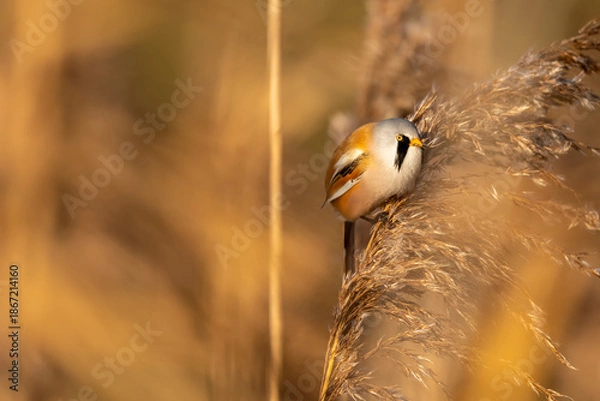 Obraz eine Bartmeise auf einem Schilfgras
