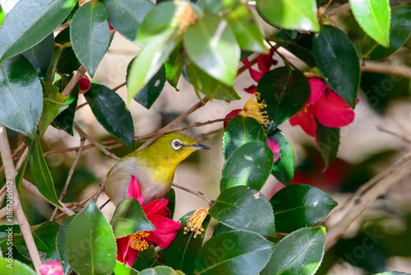 Fototapeta サザンカのピンクの花の蜜を吸いに来たメジロ
