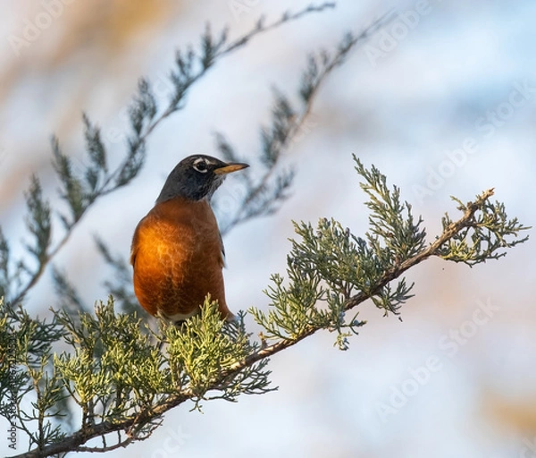 Obraz Winter Robin