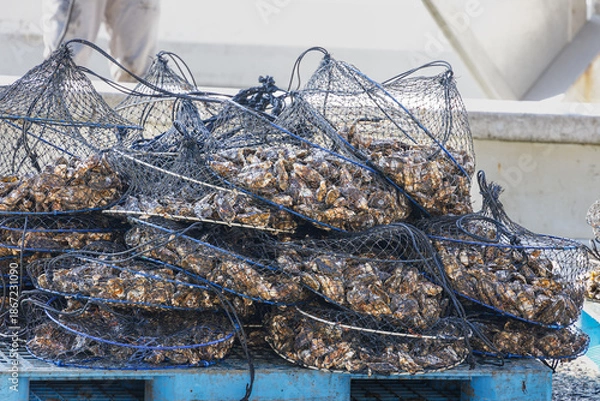 Fototapeta 水揚げ直後の牡蠣 2026 03