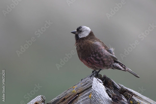 Obraz GREY-CROWNED ROSY FINCH which sits on the roof of the old building on a summer day on the island of Copper