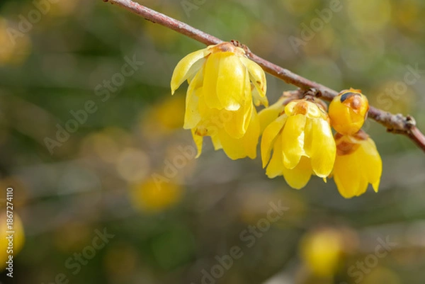 Fototapeta 枝先に咲くロウバイのクローズアップと冬の柔らかな光