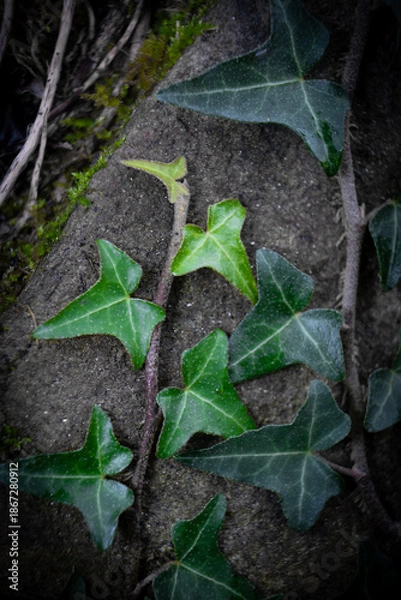 Obraz green leafed bindweed on the wall