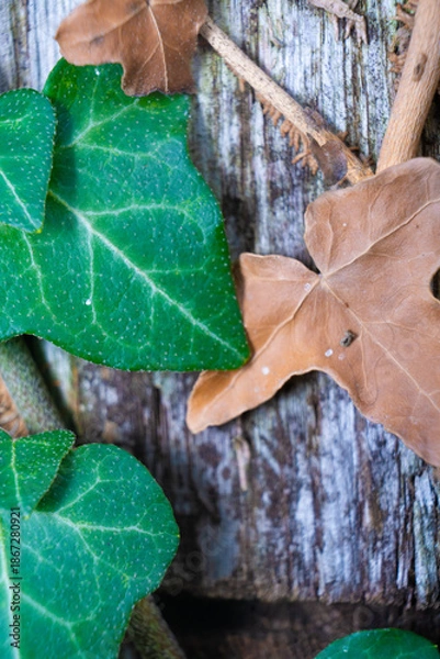 Obraz green leafed bindweed on the wall