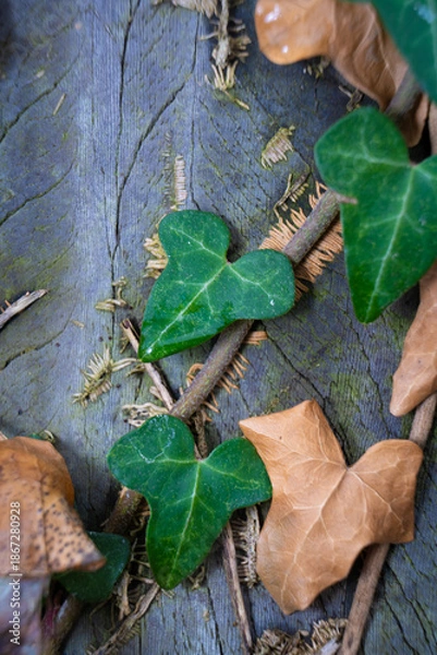 Obraz green leafed bindweed on the wall