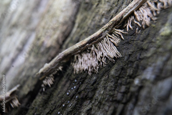 Obraz green leafed bindweed on the wall
