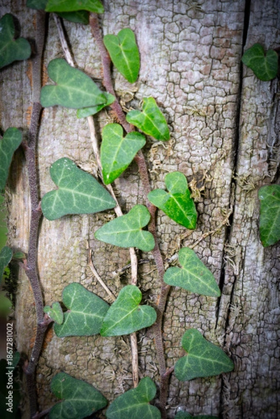 Obraz green leafed bindweed on the wall
