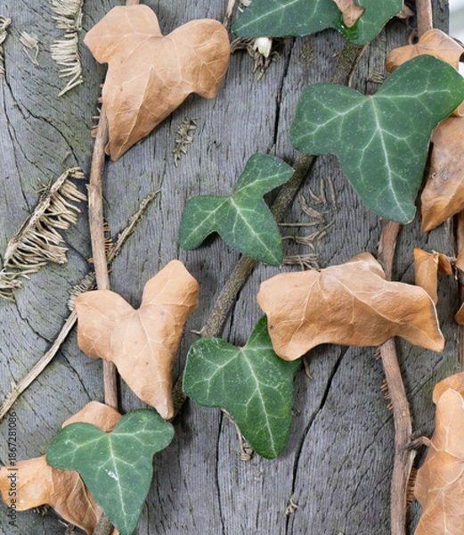 Obraz green leafed bindweed on the wall
