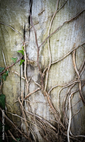 Obraz green leafed bindweed on the wall