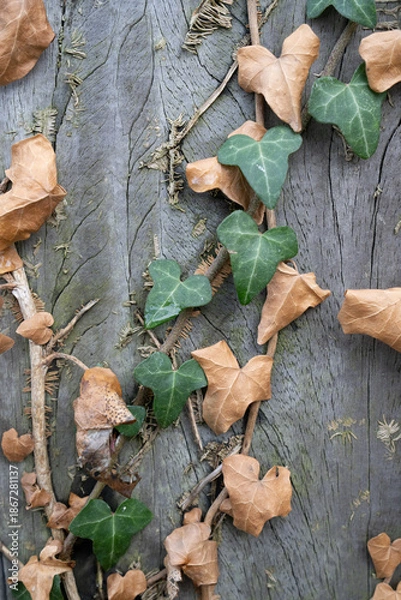 Obraz green leafed bindweed on the wall