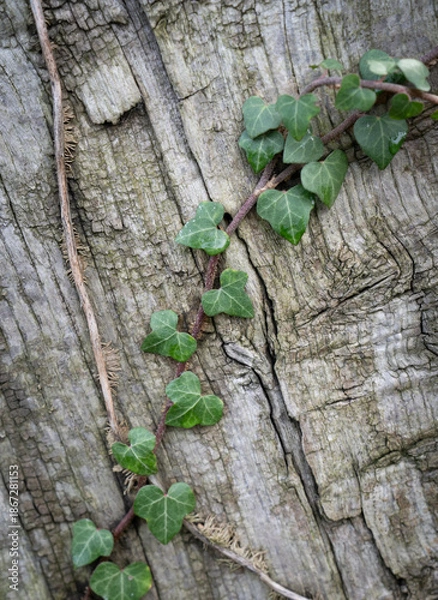 Obraz green leafed bindweed on the wall