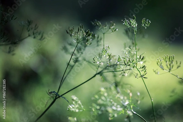 Obraz Summer green background