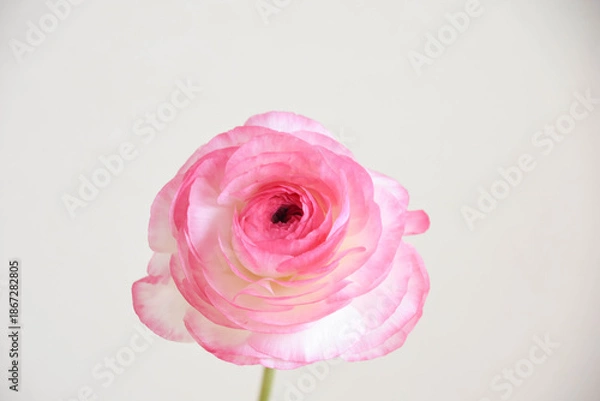 Obraz ピンクのラナンキュラス