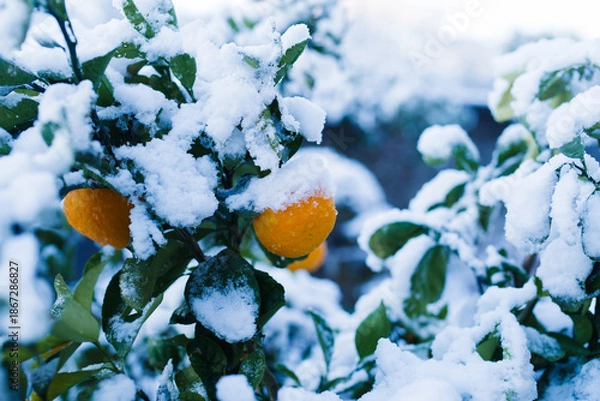 Obraz 雪が積もったみかんの木