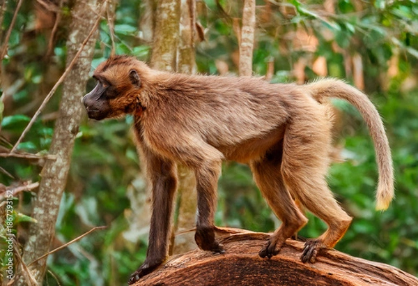 Obraz Bébé Gélada - Theropithecus gelada