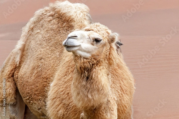 Obraz Dromadaire - Camelus dromedarius - de face