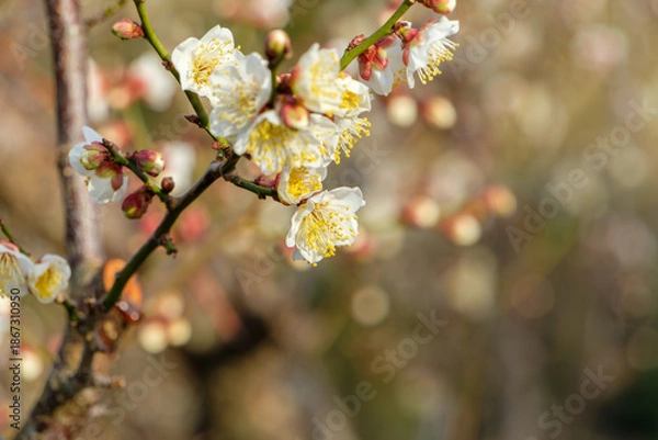 Fototapeta 春の訪れを告げる白梅の花と右側のコピースペース